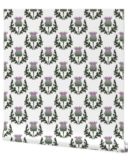 Large Scottish Thistle Flower of Scotland on White Wallpaper